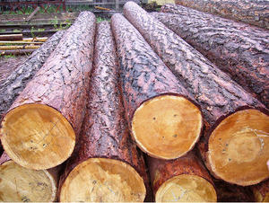 Pine Logs for Cutting and Shaping Pine Logs for Heavy Duty Applications Pine Logs for Custom <b>Wood</b> <b>Slicing</b> - Product Image 6