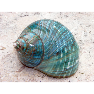 Coquille de Turquoise Naturelle Dorée 99, Grande Coquille de Jade Verte Bandée Polie pour Cadeau de Mariage Nautique et Coastal, Artisanat 10 - 12cm - Product Image 1