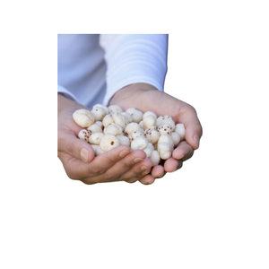 GRAINES DE LOTUS SÉCHÉES SNACK DE HAUTE QUALITÉ ET AU MEILLEUR PRIX DU VIETNAM - Product Image 4