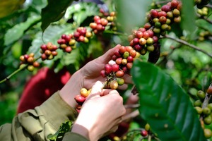 รสคาราเมลหวานละมุน กาแฟผสมน้ำผึ้ง/เนื้อผลไม้ บรรจุภัณฑ์แบบถุงธรรมชาติ รับผลิตแบบ OEM/ODM กาแฟโรบัสต้าคั่วอ่อนบดละเอียด ดาลาคอน พรีเมียม ฮันนี่คอฟฟี่ - Product Image 6