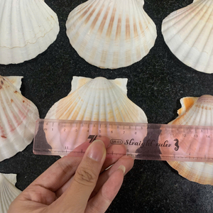 CÁSCARAS DE VIEJA NATURALES-ALTA CALIDAD Y TEXTURA LISA PARA ARTESANÍA - Product Image 4