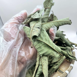 Hojas de Guayaba Secas al Aire Puro / Materia Prima para Té Herbal a Base de Plantas / Sra. Jessi - Product Image 4