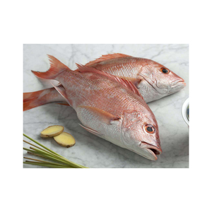 Pargo Rojo Congelado Premium disponible a precio de fábrica para suministro a granel y comercio mayorista - Product Image 4