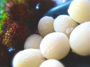 ผลไม้รัมบูตันแช่แข็ง รสชาติอร่อย คุณภาพสูง ราคาดีที่สุดจากเวียดนาม - Product Image 3