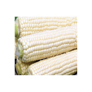 Maíz blanco OGM de exportación a granel para molienda, producción de aperitivos y formulación de piensos - Product Image 3