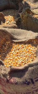 Suministro de Empresa: Maíz Amarillo Seco Barato, Grano No Glutinoso, Maíz Maduro para Alimentación Animal, Venta al por Mayor a Granel - Product Image 2