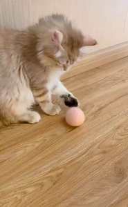 Juguetes para Perros con Catnip Incorporado, Pelota de Felpa de Lana EVA, 3 Juguetes de Animales Realistas con Sonido, Ecológicos, Duraderos y Chirriantes - Product Image 6