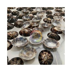 CONCHA OCEÁNICA OVALADA DE LÁMPARA PARA ORNAMENTO Y DECORACIÓN ARTESANAL EMBALAJE PERSONALIZADO LÁMPARA CONCHA AL MAR AL POR MAYOR - Product Image 5