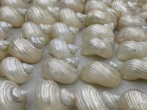 Hermosa concha marina del océano Vietnam artesanía en espiral hecha a mano para decoración de bodas y exhibición interior costera - Product Image 4