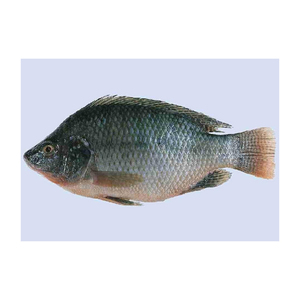 Tilapia congelée, fruits de mer de haute qualité, élevés en ferme - Product Image 4