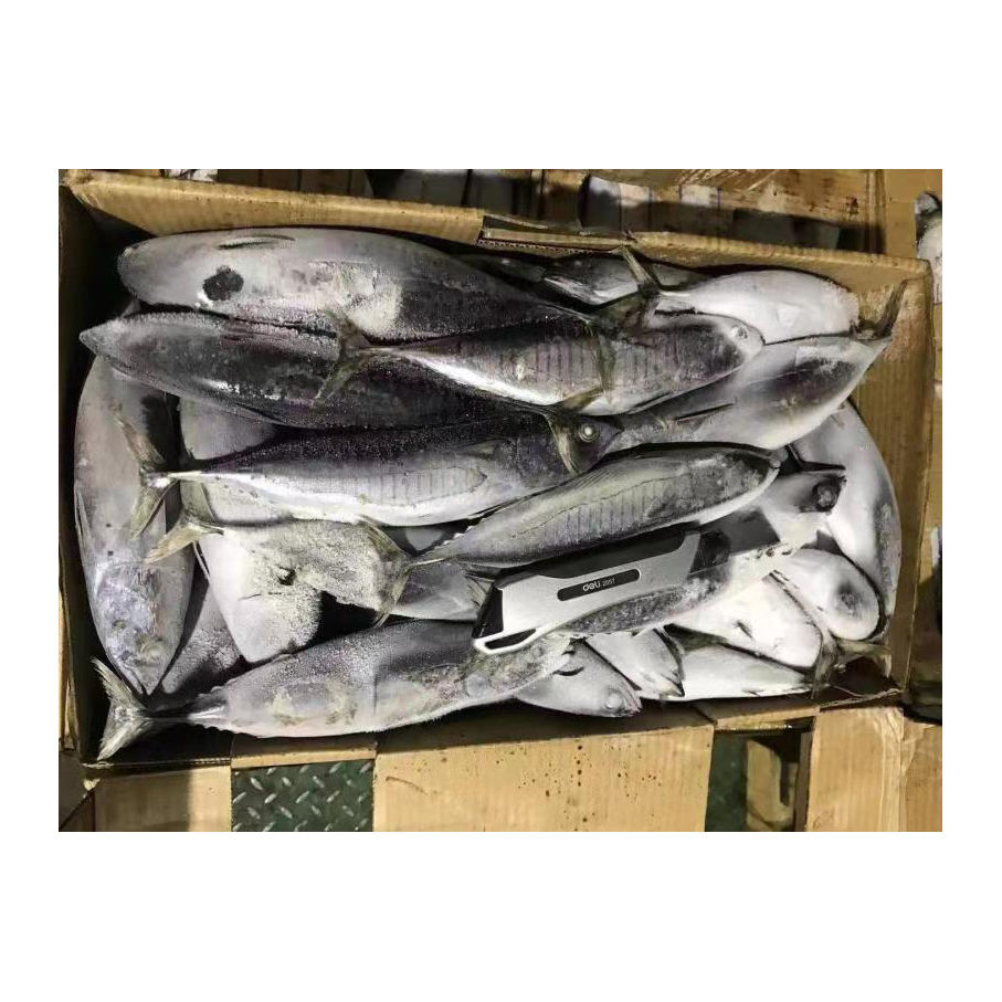 Premium Quality and Sustainability of fresh frozen skipjack fish