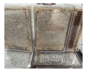 Premium Vietnam Honeycomb Pure Multiflower Honeycomb Alta calidad Mejor precio Venta a granel Exportación Listo Competitivo Dulce natural - Product Image 1