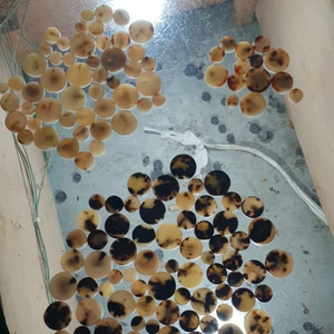 กระดุมเขาควายดิบกระดุมขนาดต่างๆที่ยังไม่เสร็จสำหรับอุตสาหกรรมเสื้อผ้ามีสีให้เลือกหลากหลาย - Product Image 6