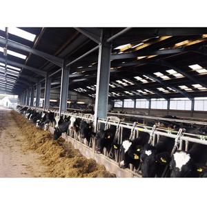 Granja de vacas <span class=keywords><strong>lecheras</strong></span> granja de vacas establo industrial ganadera cobertizo lechero - Product Image 2