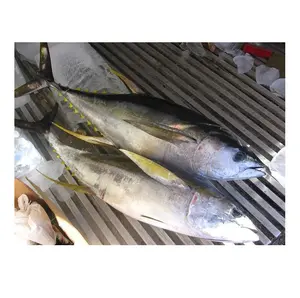 Whole yellowfin tuna frozen