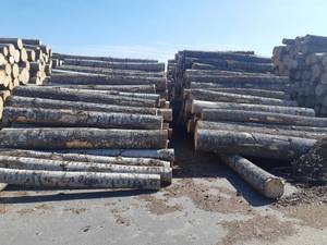 Troncos de madera de pino |   Troncos de Madera de Calidad: Madera de Teca / Troncos de Madera de Roble / Troncos de Eucalipto - Troncos de Teca, Madera Aserrada - Product Image 4
