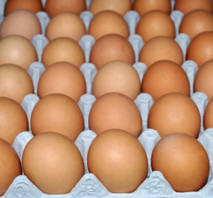 ไข่ไก่สดแบบอินทรีย์ใช้ในฟาร์มไข่ไก่สดสีขาว - Product Image 6