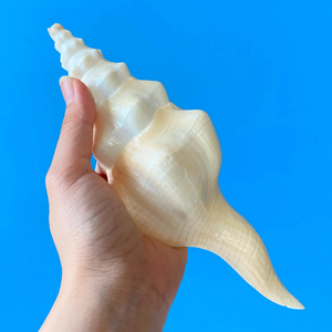 Concha auténtica concha marina tallada Natural husillo Shell marino coleccionable Vietnam proveedor exportación - Product Image 2