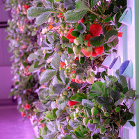 Maison préfabriquée en conteneur, ferme en conteneur maritime, culture verticale de fraises, système de culture hydroponique, ferme intelligente