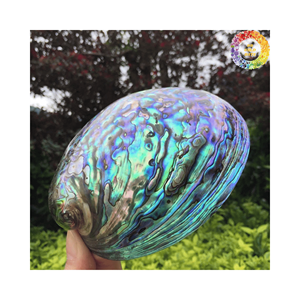 Coquille d'ormeau naturel pour la fabrication artisanale de coquillages ornements faits à la main artisanat naturel coquillage bricolage décoration bleu vert grand - Product Image 3