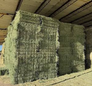 Balles et granulés de foin déshydratés de luzerne/luzerne de qualité la plus vendue pour chevaux et bovins - Product Image 4