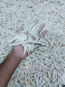 Dientes de hueso de búfalo pulidos de tamaño mixto y forma personalizada para la fabricación de joyas - Dientes blancos de estilo animal y náutico - Product Image 4