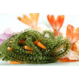 องุ่นทะเลเค็ม // องุ่นทะเลขาดน้ำ // Ms. เจนนี่ (+ 84 358485581) - Product Image 5