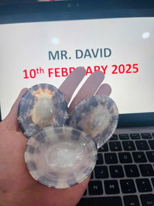 Limpet Seashell auténtica concha de océano ordenada limpiada y pulida adecuada para uso decorativo proyectos de arte pedidos al por mayor - Product Image 6