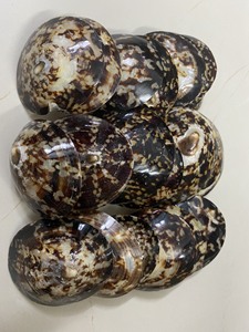 Gran oferta de conchas de Lapa pulidas y brillantes conchas naturales decorativas para joyería artesanal suministro a granel - Product Image 2