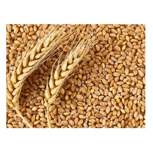 Precio de Venta de Granos de Cebada para Malta |   Cebada para alimentación animal en grandes cantidades - Product Image 2