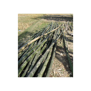 เสาไม้ไผ่โรงงานเวียดนามคุณภาพสูงพร้อมขนาดที่กําหนดเองเพื่อการเกษตร / ท่อเสาไม้ไผ่ธรรมชาติจํานวนมาก - Product Image 2