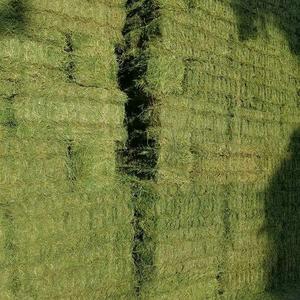Heno de alfalfa en pacas grandes: solución de forraje rentable para granjas - Product Image 4