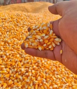 Maíz Amarillo Para Alimentación Animal + 27739729209 - Product Image 3