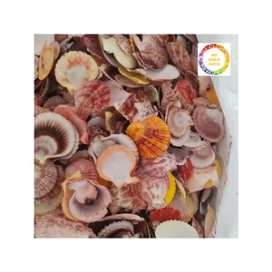 2025 conchas de vieiras naturales al por mayor conchas de mar de Vietnam ideales para decoración artesanal y boda de playa por 99 Gold Data - Product Image 3