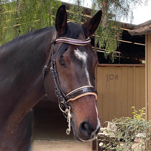 Florence Double Bridle GLITTER BRIDLE SOFTY MUCHOS COLORES OPCIONES Genuino Marrón oscuro Personalización - Product Image 4