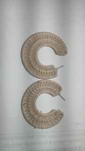 Pájaro cantor hecho a mano con cuentas de vidrio, ideal para usar como colgante o decoración del hogar, adecuado para la reventa. - Product Image 5