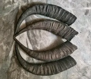 Punta de Cuerno de Búfalo Crudo - Diseño Moderno Hecho a Mano Ecológico, Color Natural, Tamaño Personalizado para Decoraciones de Bodas y Festividades - Product Image 1