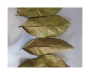 Producto de Té de Hoja de Guanábana Seca Natural de Vietnam Más Vendido, Suministro al por Mayor a Granel de Hoja de Guanábana Seca para el Mercado Global - Product Image 6