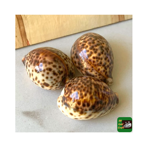 เปลือกหอยเสือขนาดใหญ่สีน้ำตาลดำขนาดเล็ก99สีทอง - Product Image 6