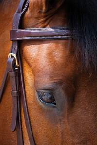 Vente en gros de nouvelle bride en cuir de cheval de haute qualité en noir bride en cuir de cheval de qualité supérieure en marron - Product Image 4
