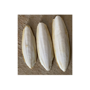 Entrega rápida y hueso de sepia seco de calidad de vietnamita listo para enviar 100% suministro de hueso de sepia seco natural a granel - Product Image 1