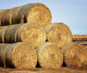 Fardos de heno Eragrostis de grado alimenticio (hierba de amor que llora) a la venta - Product Image 1