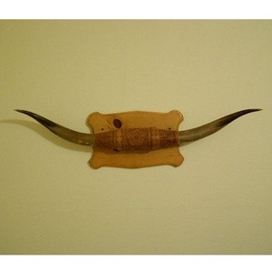 Corne de taureau vintage traditionnelle à fixer au mur, corne de buffle indienne - Product Image 3