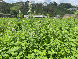 Juguete Masticable de Hierba Gatera Natural Más Vendido, Hojas de Menta Suministradas por la Fábrica Hoang Linh SG de Vietnam, Hierba Gatera Seca de Primera Calidad para Gatos - Product Image 5