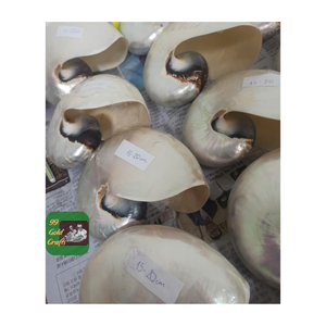 เปลือกหอย Nautilus ขัดตกแต่งบ้านและทำเครื่องประดับที่มีคุณภาพสูงจากเวียดนาม - Product Image 5