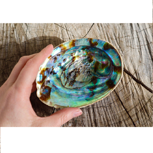 Vente en gros de coquilles d'ormeau crues naturelles Bol à bavures coquillage Brûleur d'encens coquilles d'ormeau de la part de l'Inde à bas prix d'usine - Product Image 3