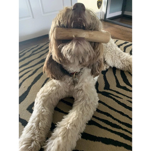 Jouet à mâcher en bois abordable pour chien avec corde ou aucune corde pour vos animaux de compagnie en bois écologique Vietnam - Product Image 2