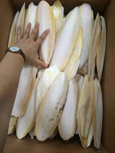 Wholesale <b>Dried</b> Cuttlefish Bone Carefully Selected Natural Cuttlebone For Pet Care Industry And Export Distribution - Product Image 4
