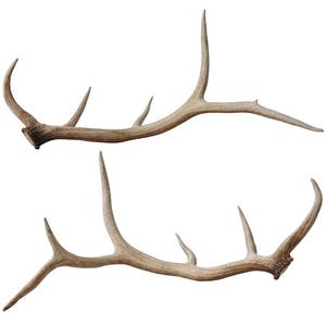 Bois de cerf rouge naturel de qualité supérieure à vendre idéal pour la taxidermie et à des fins décoratives - Product Image 2
