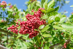 Aceite Esencial de Pimienta Rosa SAKAY, Extracto Botánico, Mezcla para el Cuidado de la Piel con Aromaterapia, para Todo Tipo de Piel, Masajes y Uso Diario - Product Image 3